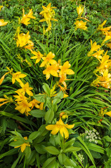 Flowers of yellow daylilies in the garden in the middle of summer.