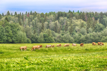 Fototapeta premium Rural landscape in cheese farm with caws eating grass
