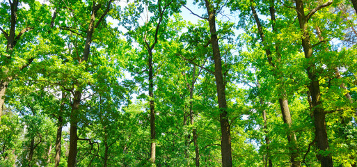 Fototapeta na wymiar Forest with green trees and bright sun day. Wide photo.