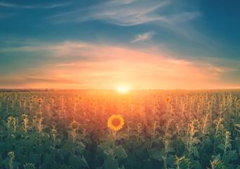 Beautiful sunset wide angle view on sunflower farm field