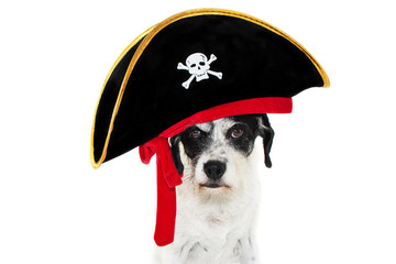 Funny pirate costume dog celebrating carnival, halloween or new year. Isolated on white background.