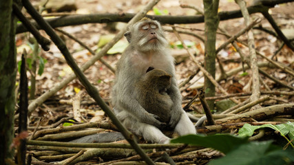 Monkey macaque in the rain forest. Monkeys in the natural environment. Bali, Indonesia. Long-tailed macaques, Macaca fascicularis