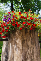 Colorful petunia flowers in the garden, red,purple and yellow fresh flowers in the garden on a sunny day.