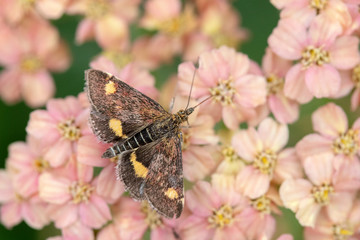 Mint Moth (Pyrausta aurata) on Achillea millefollium ‘Peachy Seduction’
