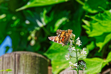 Butterfly Vanessa Cardui or known as painted lady on the white flower of the privet plant