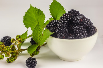 blackberries in a white bowl, isolate on white, summer berries, healthy concept, place for text, blackberry leaves