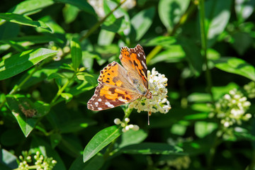 Fototapeta na wymiar Painted lady butterfly on white flower against green hedge