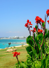  Canna red and yellow flowers on a background of bright blue sea on the coast of Ayia Napa