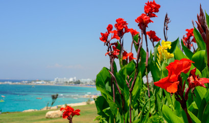  Canna red and yellow flowers on a background of bright blue sea on the coast of Ayia Napa