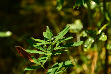  Morning dew on the grass