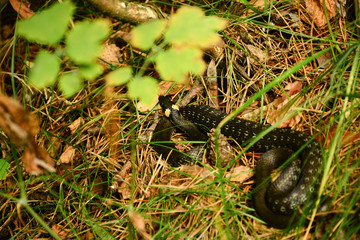 The grass snake
