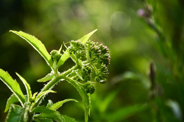  Morning dew on flowers