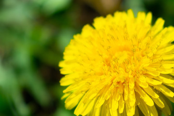 Close up bright yellow dandellion flower in green grass
