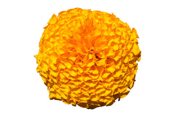 American tagetes (marigold) orange flower isolated on white