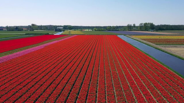 Aerial view of tulip bulb-fields in springtime, Holland, the Netherlands