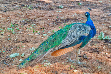 Peacock close up. Colorful Bird