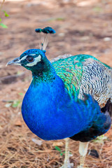 Fototapeta premium Peacock close up. Colorful Bird