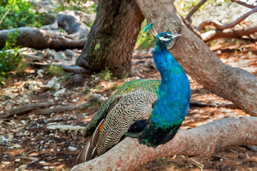 Fototapeta premium Peacock on the tree. Colorful Bird