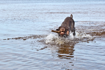 Dynamic portrait of a dog breed Drathaar German Wirehaired pointer running through the water in a spray of water in the sun