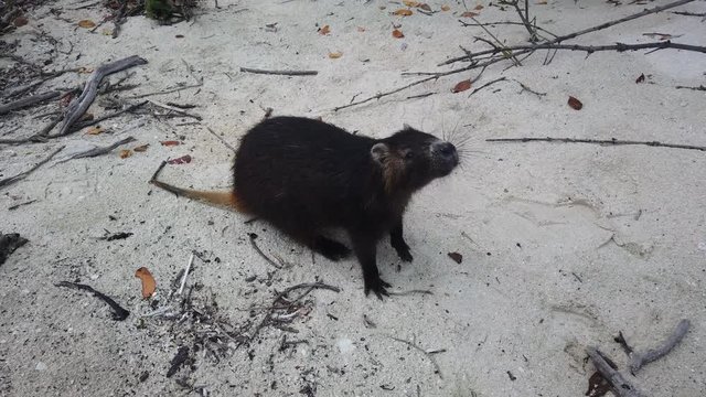 Big rat Desmarest's hutia (Capromys pilorides) Cuban Landscape In Cayo Largo, Cuba. Cuban hutia on the beach