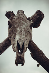 skull of an animal on crossed sticks