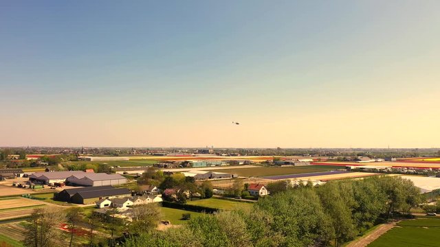 Aerial view of tulip bulb-fields in springtime, Holland, the Netherlands