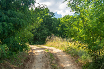 Fototapeta na wymiar Dirt road to the forest. Composite summer landscape. Few bushes on both sides of the road