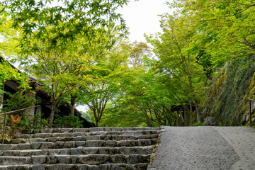 [京都府]三千院参道