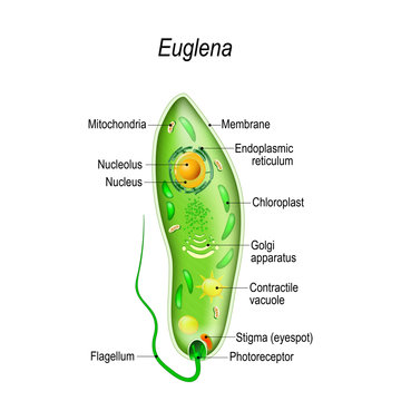 Euglena Diagram