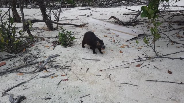 Big rat Desmarest's hutia (Capromys pilorides) Cuban Landscape In Cayo Largo, Cuba. Cuban hutia on the beach