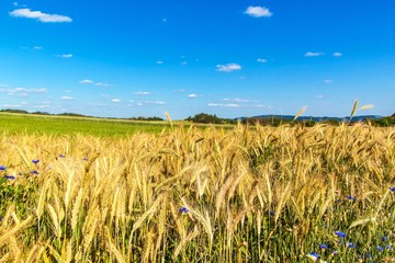 Wheat field and blue sky with clouds. Ripe spikes against an intense blue sky. Agricultural landscape in the Czech Republic - Europe.