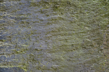 Obraz premium Abstract Rustic aged grey slate wall covered with green moss. Single piece with wavy relief, and line patterns