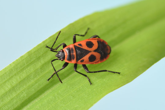 firebug Pyrrhocoris apterus on the leaf