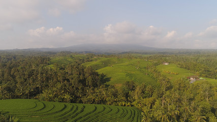 Fototapeta na wymiar rice terrace and agricultural land with crops. aerial view farmland with rice fields agricultural crops in countryside Indonesia,Bali
