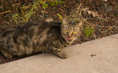 feral cat waiting for a hand out. 