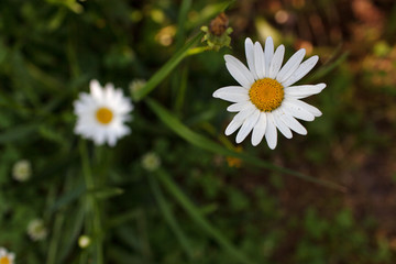 Obraz premium Meadow with green grass and white daisy flowers.Selective focus, blurred background