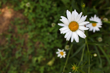 Meadow with green grass and white daisy flowers.Selective focus, blurred background
