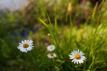 Obraz premium Meadow with green grass and white daisy flowers.Selective focus, blurred background
