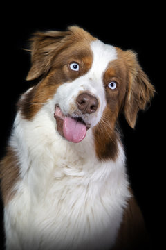 Portrait of a brown and white australian shepherd dog on a black background.