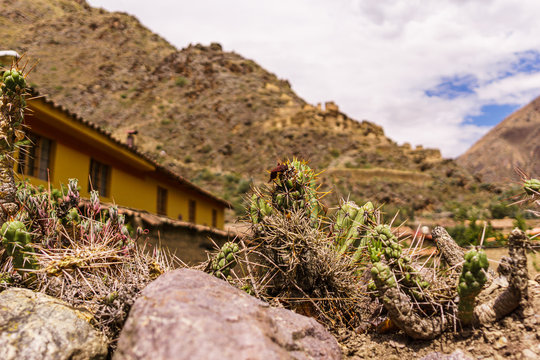 Little Cactus Near A Yellow House In Ollantaytambo