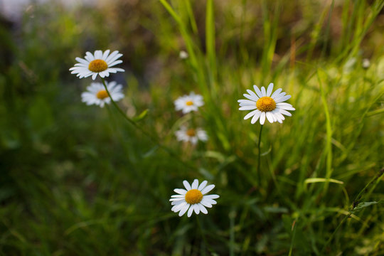 Meadow with green grass and white daisy flowers.Selective focus, blurred background