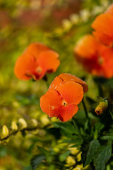 orange pansies