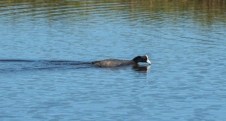 The Hawaiian coot (Fulica alai), also known as the ʻalae kea in Hawaiian, is swimming in a traditional fish pond.