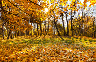 Beautiful autumn landscape