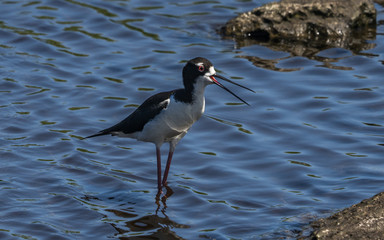 Hawaiian stilt bird in the water.