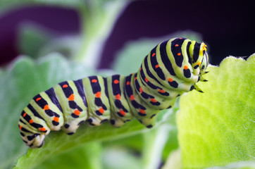 Caterpillar of the Machaon crawling on green leaves, close-up