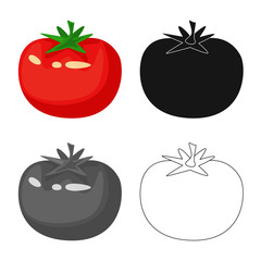 Isolated object of tomato and vegetable sign. Set of tomato and farm stock symbol for web.