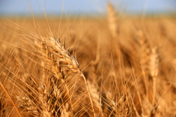 Detail of the Barley Spike