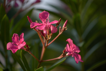 Closeup of a reddish oleander flowers on the blurred green background, mediterranean flora