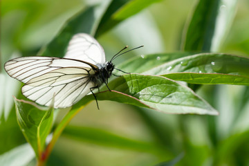 beautiful Lime butterfly Papilio demoleus perched on a flower. 
